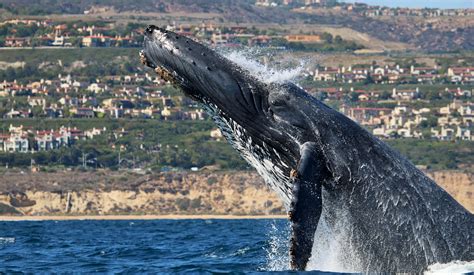 Newport Landing Whale Watching – Balboa Island
