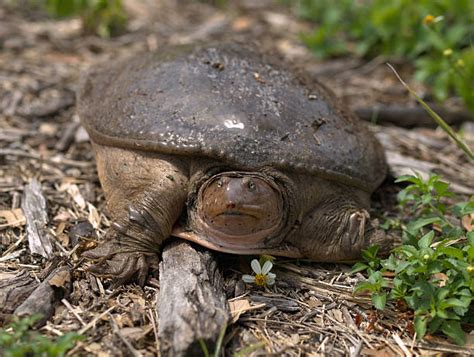 Image result for Solid Orange Turtle Soft Shell