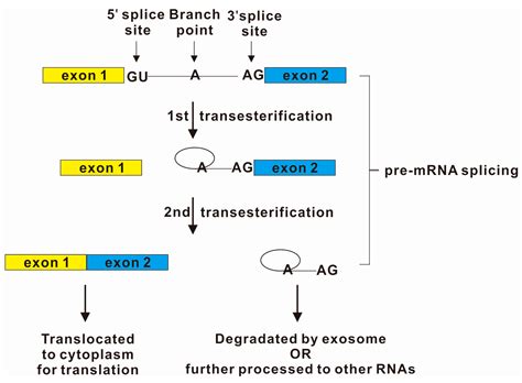Exon Intron Splicing