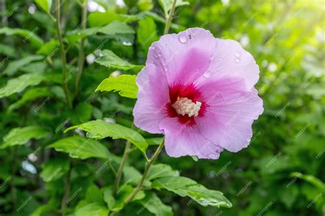 Premium Photo | Korean national flower in the name Rose of Sharon or ...