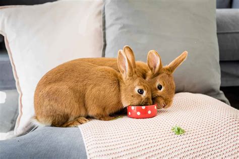 Can Rabbits Eat Marigolds? Discover The Surprising Truth! - Vet Advises