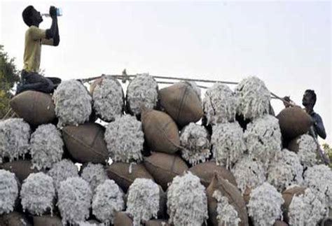 Indian trade body raises cotton export estimate over weak rupee ...