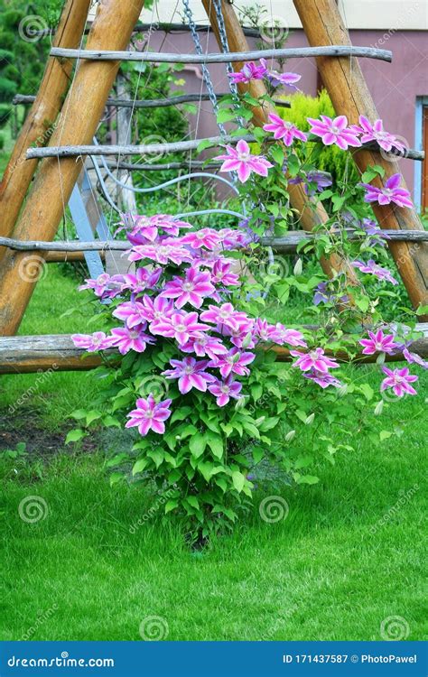 Flowers of Perennial Clematis Vines in the Garden. Beautiful Clematis ...