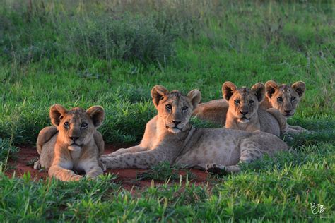 Lion Guide 的图像结果