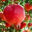 Image result for Pomegranate Tree Planting
