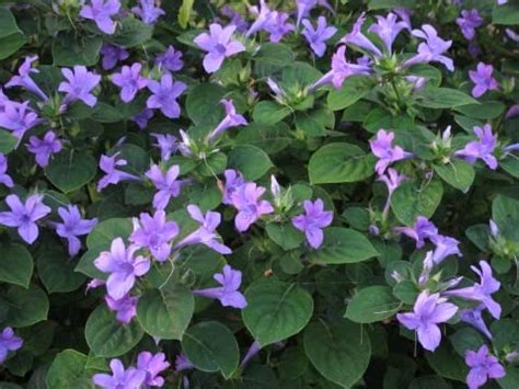 Anuraj farms Philippine Violet Bluebell barleria Jhinti Tadrelu Patika ...