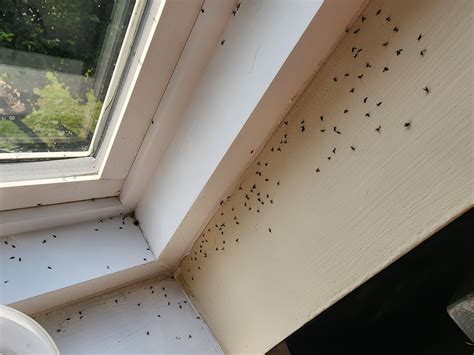 Fruit Flies vs Gnats vs Drain Flies : r/HomeMaintenance