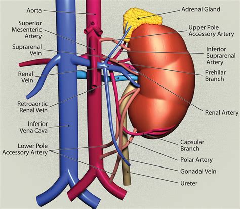 Radiologic Assessment of Native Renal Vasculature: A Multimodality ReviewRadioGraphics