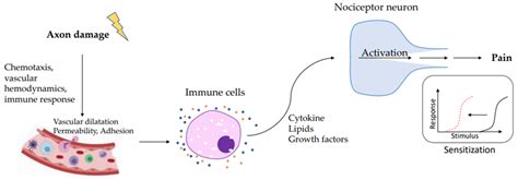 Mechanisms of Transmission and Processing of Pain: A Narrative Review