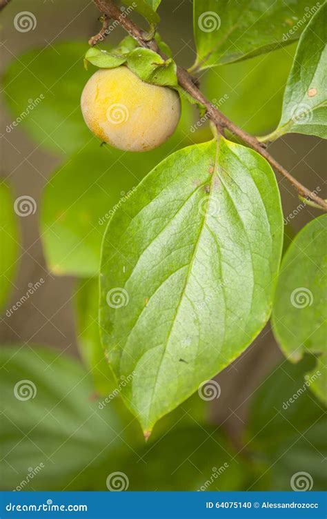Close Up of Young Fruit and Leaf of Persimmon, Kaki Stock Photo - Image ...