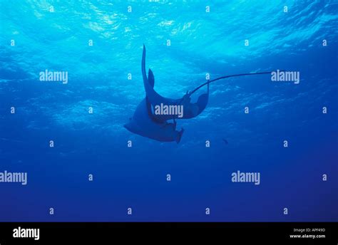 Affiche Cinema Photoshop 的图像结果