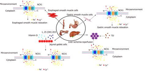Roles of Na+/Ca2+ exchanger 1 in digestive system physiology and ...