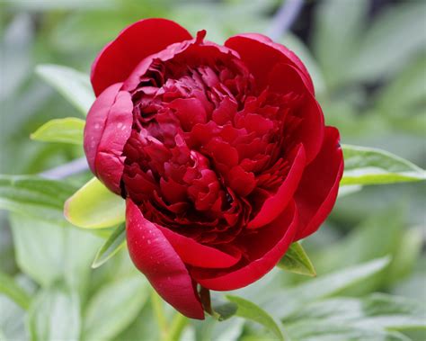 Paeonia 'Buckeye Belle' bare roots — Buy red peonies online at Farmer ...