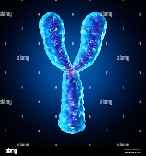 Y Chromosome as human biology Chromosomes structure containing dna ...