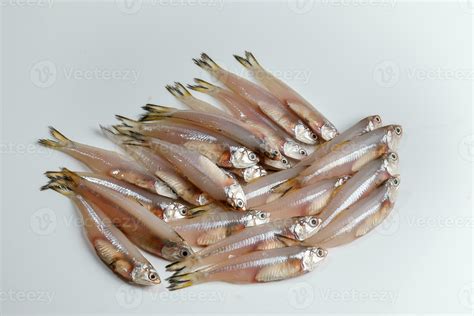 fresh raw commersons hardenbergs indian deviss long jawed teri anchovy ...