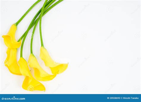 Yellow calla lily stock image. Image of bloom, green - 20558693