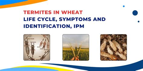 TERMITES IN WHEAT LIFE CYCLE, SYMPTOMS AND IDENTIFICATION – Khethari