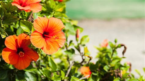Image result for Hibiscus Root System