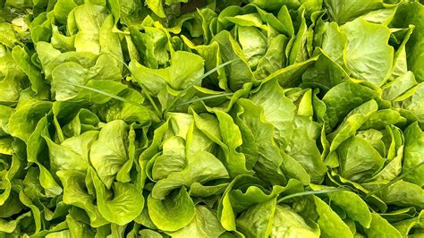 16 parsley companion plants and what should you avoid