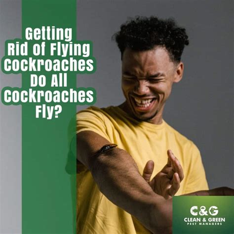 Getting Rid of Flying Cockroaches: Do All Cockroaches Fly? - By Clean ...