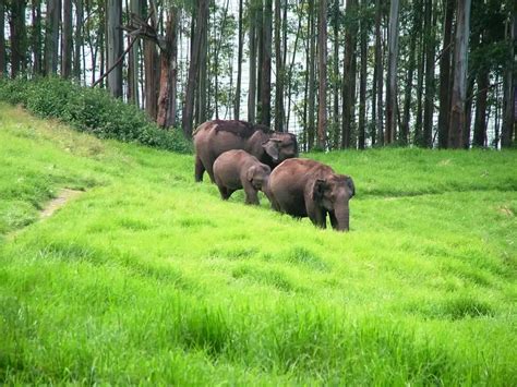 Nilgiri Biosphere Reserve (NBR)