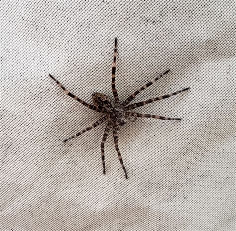 Dolomedes tenebrosus (Dark Fishing Spider) in Malvern, Ohio United States