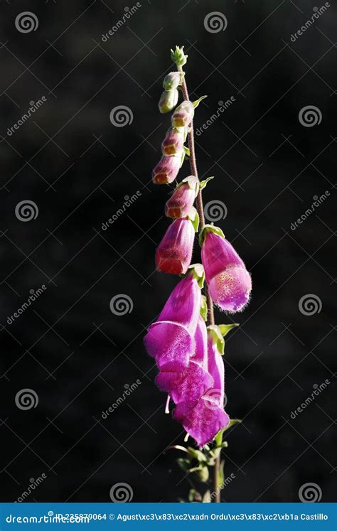 Digitalis Obscura - Corregia or Black Foxglove is a Species of the Plantaginaceae Family. Stock ...