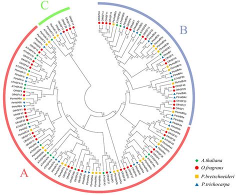 New Insights into the Roles of Osmanthus Fragrans Heat-Shock ...