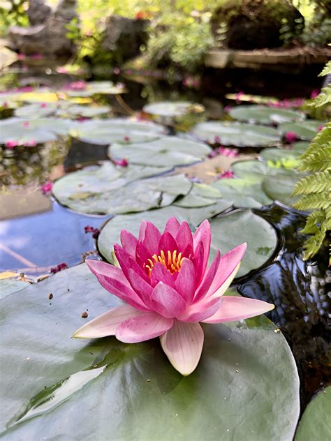 August 23, 2024 – Water Lily – Barton Arboretum and Nature Preserve