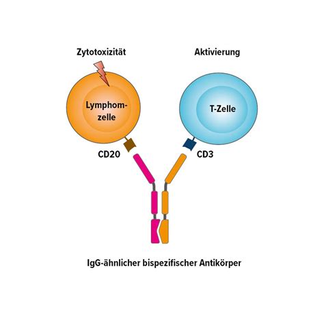 Bispezifische Antikörper bei indolenten und aggressiven Lymphomen ...