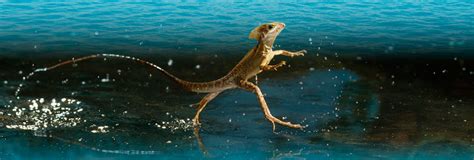 Image result for Lizard HTML Report Example