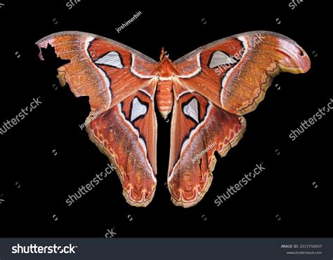 44 Ward Off Insects Images, Stock Photos & Vectors | Shutterstock