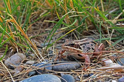 Image result for Alaskan Tree Frog