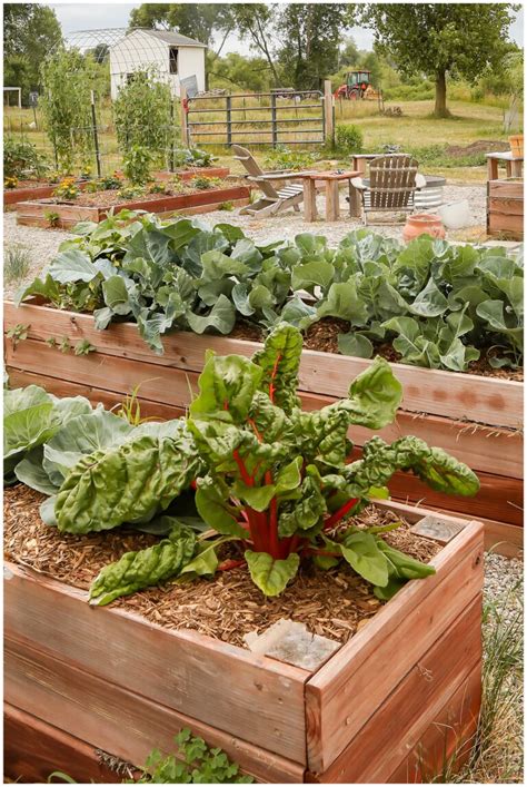 Grow Spring Vegetables 的图像结果