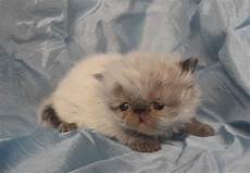 annunci gatti persiani gattini persiani petpassion annunci gatti persiani gattini persiani petpassion
