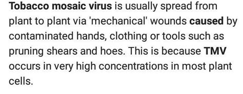 What is Tobacco mosaic virus - Brainly.in