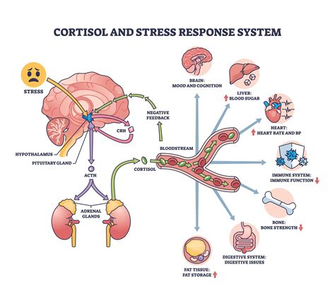 Stress and Heart Disease: How to Lower Cortisol and Why it Matters - Showit Blog