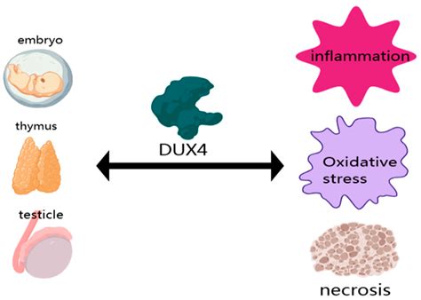 Therapeutic Strategy and Clinical Path of Facioscapulohumeral Muscular ...