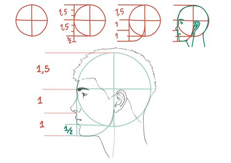 Human Head Profile Proportions