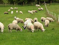 sheep farm 的图像结果