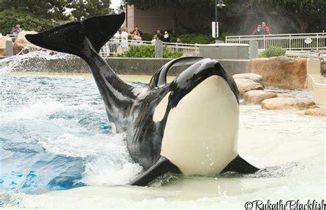 Sumar | CaptiveOrca Wiki | Fandom