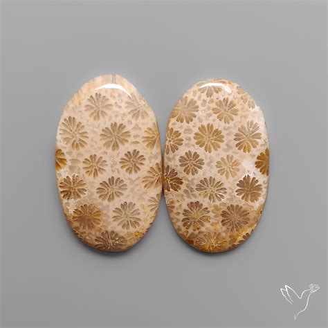 Fossil Coral | Fossil Corals Pair (25X15X4 mm) | Gemstones For Sale