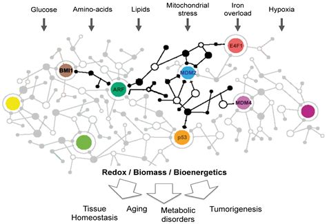 The p53 Pathway and Metabolism: The Tree That Hides the Forest