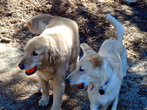 Image result for Human Dog Fetch