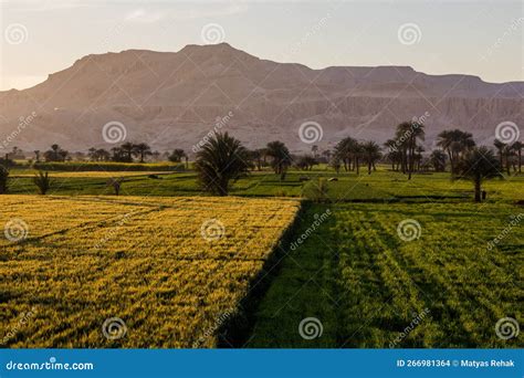 Palms and Lush Fields in the Valley of Nile River, Egy Stock Photo ...