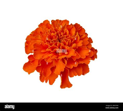Orange Marigold Flower Png