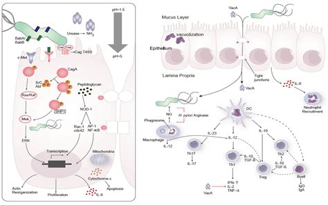 Enteroaggregative E. coli Infection | Nutritional Immunology and Molecular Medicine Laboratory