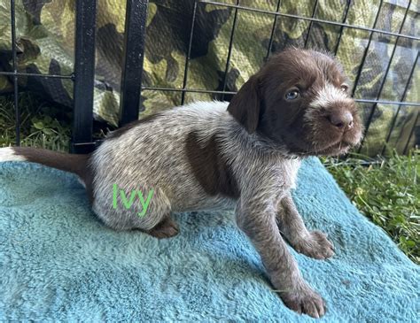 Wirehaired Pointing Griffon Puppies For Sale | $1,500 | Nampa, ID #540145