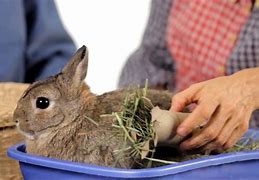 Image result for bunnies playing with toys