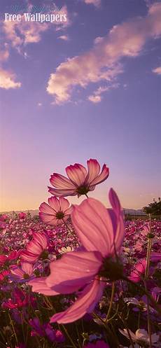 Iphone X Wallpaper Flower by Iphone X Wallpapers Hd Windows Wallpapers Iphone X Wallpaper Flower